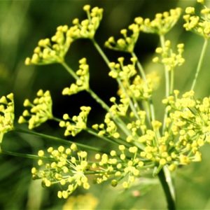 Dogadan Fennel Herbal Tea Dogadan Rezene Bitkisel Cay Kanada Toronto Canada Ontario Alberta Manitoba United States Ottawa Montreal Quebec Laval Vancouver Edmonton Calgary Mississauga Kitchener Hamilton Halifax New York California Niagara Falls Oakville Brampton Peterborough Vaughan Milton Ajax Bolton Milton Burlington Etobicoke