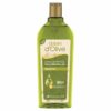 Olive Oil Shower Gel