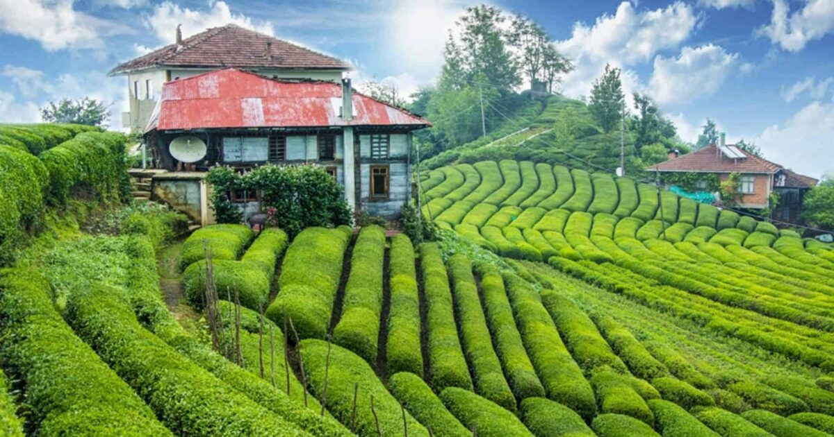 Turkish Tea Shop Canada Toronto United States Montreal Quebec