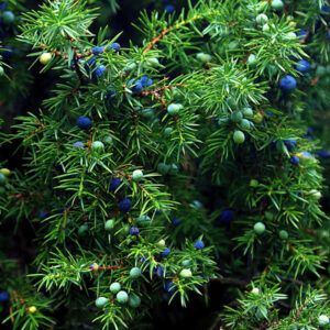 juniper essential oil