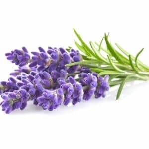 turkishbazaar lavender essential oil